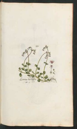 292. Linnea borealis