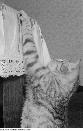 Katze, an einem Tisch
