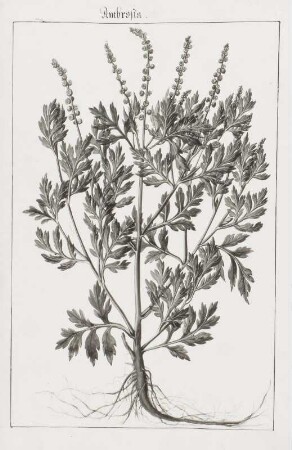 Ambrosia, Seite 238