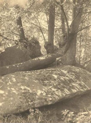 Spreetal. Oehnaer Skala. Matratzenförmig verwitterter Granit an einer Gruppe von Winterlinden