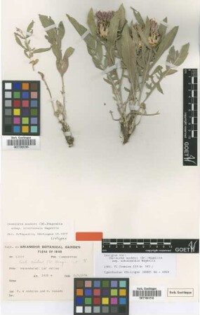 Centaurea aucheri (DC.) Wagenitz subsp. elbursensis Wagenitz[isotype]