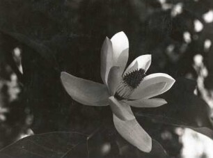 Dresden. Großer Garten. Magnolie (Magnolia), Blüte