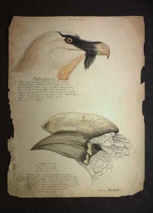 Ornithologie pl. XI.