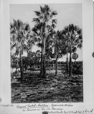 Wachspalmen : Wachspalmenvegetation (Copernicia prunifera) am Rio São Francisco