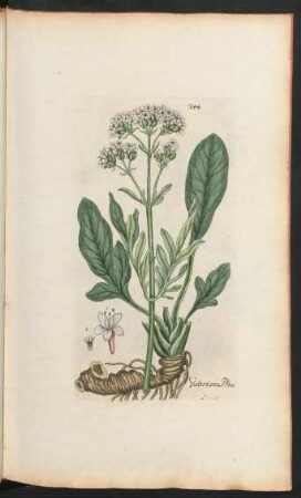 244. Valeriana phu