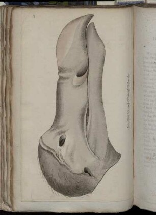 The Head Of the Dodo.