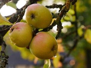 Apfelbaum Sorte: Zuccalmaglios Renette - Baum 90