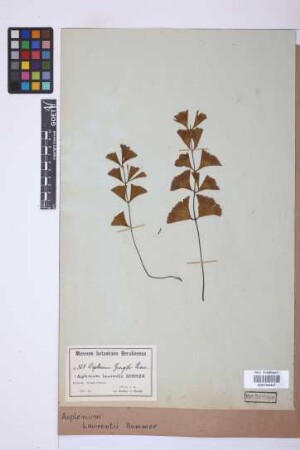Asplenium laurentii J.Bommer