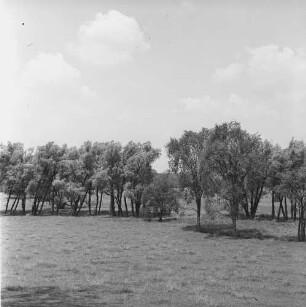 Vermont, Landschaft mit Bäumen