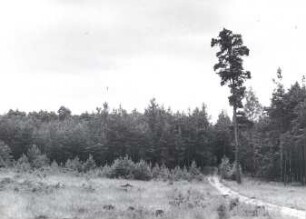 Die Heide bei Tzschelln : Landschaft - Heide. Heide zwischen Tzschelln (Čelno) und Sprey (Sprjowje)