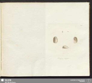 533