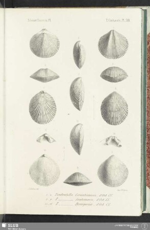 Pl. 518