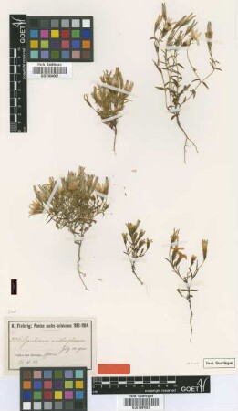 Gentiana anthosphaera Gilg [type]