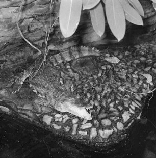 Krokodil, wahrscheinlich im Dresdener Zoo
