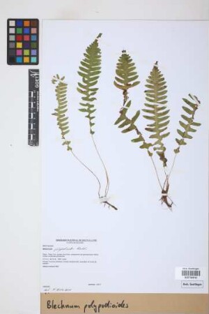 Blechnum polypodioides Raddi