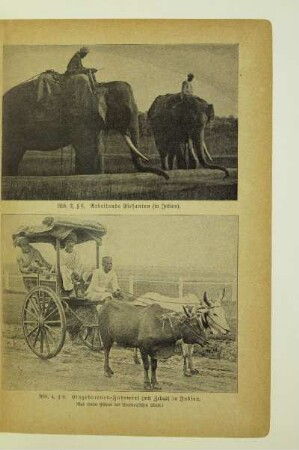 Arbeitende Elefanten (in Indien)