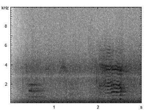 Hausesel | Equus asinus f. asinus - Lautfolge