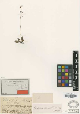 Ponthieva tenuis (Rchb.f.) Schltr.