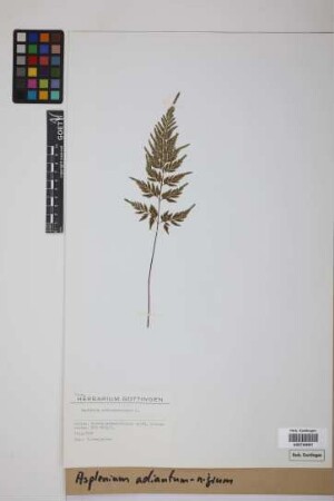 Asplenium adiantum-nigrum L.