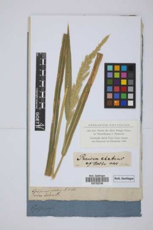 Panicum elatius