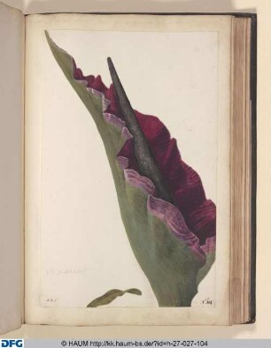 Haei quatuor folia AB (ligiert) rite sibi invicem. adponantur, habetur Dracunculus Polyphyllus. S. Arum, Polyphyllum Draeuneulus & Serpentarin Tietum, caule maeulato majus & elatius.