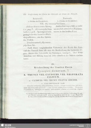 IV. Beschreibung der fossilen Farrn