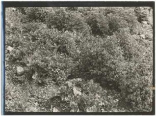 Chacra mit Oka und Olluco im Llave-Tal bei Cochabamba