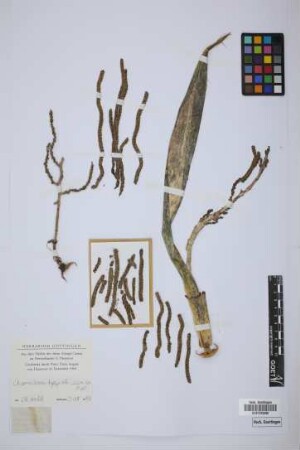 Chamaedorea sp.