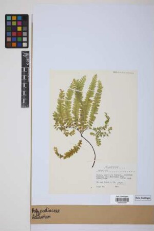 Adiantum