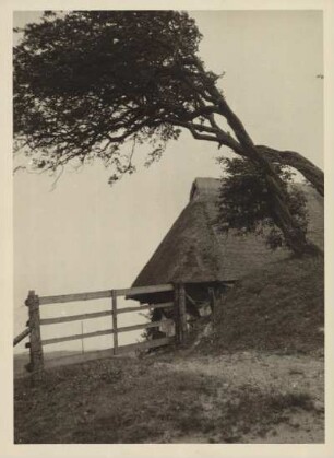 Darß bei Ahrenshoop. Altes reetgedecktes Haus. Davor ein, vom Sturm, gebeugter Baum