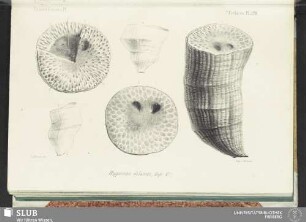 Pl. 528