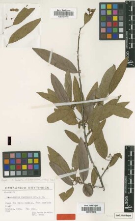 Paralabatia fuertesii Urb. [isotype]