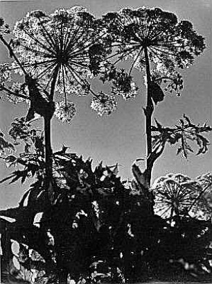 Doldenblütler (Umelliferae). Sibirischer oder Riesenbärenklau (Heracleum giganteum). Blühender Bestand