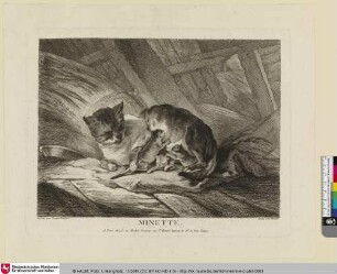 Minette