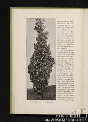Fig. 15. Spindelpyramide Gellerts Butterbirne.