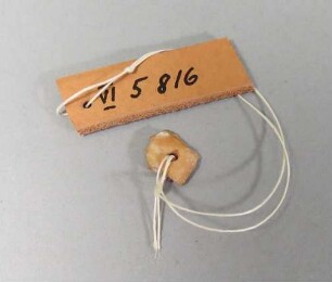 Muschelschale in Bearbeitung