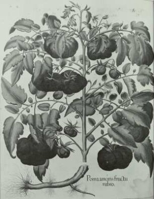 Besler, Basilius und Hieronymus: Gartentomate (Lycopersicon esculentum MILL.)