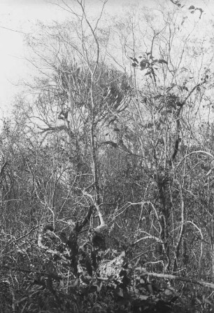 Affe im Busch : Dschungellandschaft