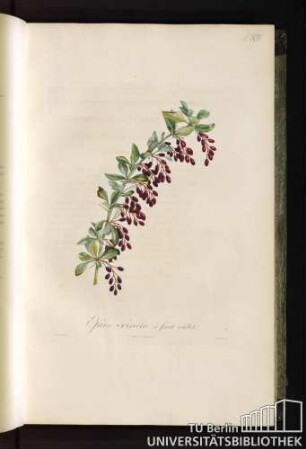 Pl. XIV. Épine-vinette à fruit violet.