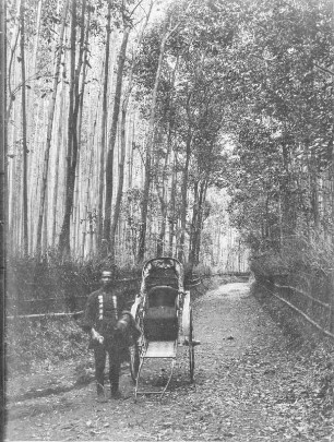 Bambuswald : Bambuswald bei Kyoto