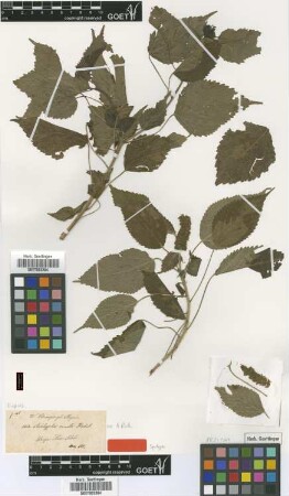 Acalypha ornata Hochst. ex A.Rich. [syntype]