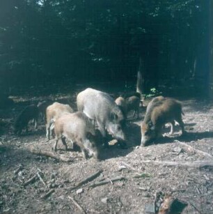Urwald Sababurg. Schwarzwild