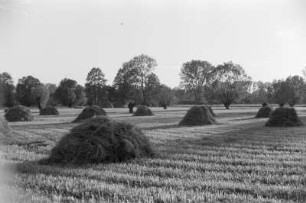 Spreewald um 1940. Heuernte auf den Wiesen. : Błóta wokoło 1940. Synowe žně.