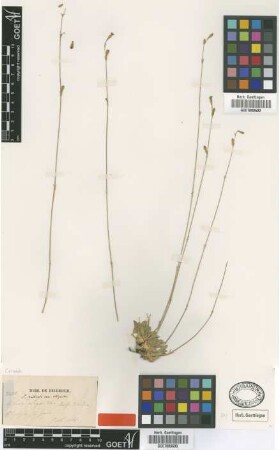 Silene oligantha Boiss. & Heldr. [type]