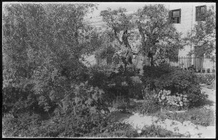 Ölbäume in Gethsemane [Jerusalem]