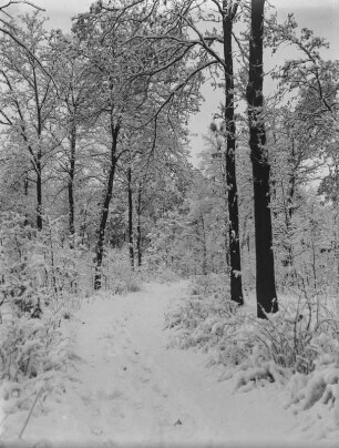 Thüringen, Rennsteig : Thüringen. Rennsteig. Winteraufnahme