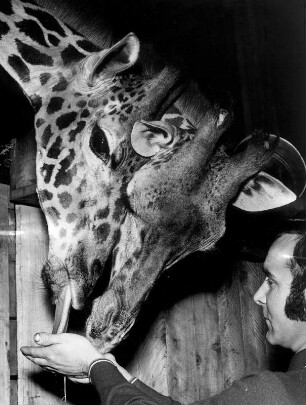 Giraffennachwuchs für den Tierpark. Tiertransport via Frachtschiff. An Bord werden die Giraffen genauso liebevoll betreut wie an Land. Fütterung