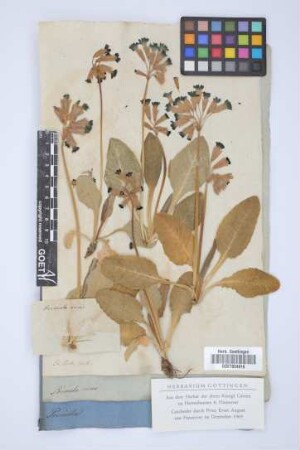 Primula veris