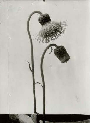 Blütenstand der Kratzdistel (Cirsium)