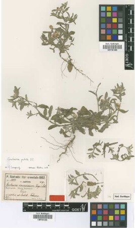 Centaurea ramosissima Freyn & Sint. ex Freyn [type]